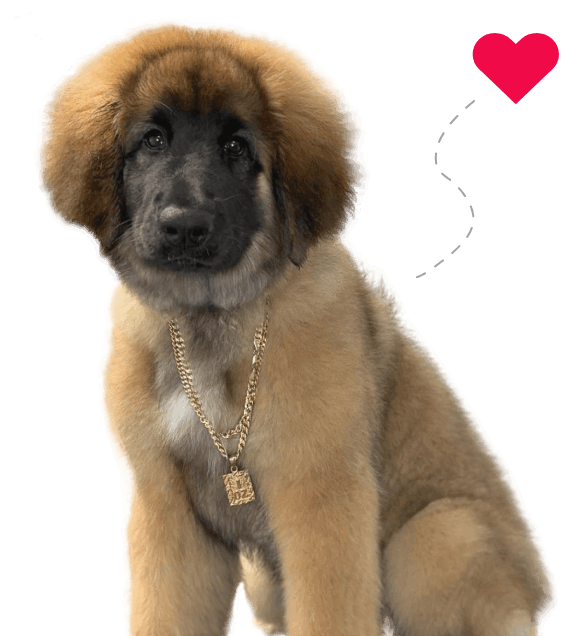 Brown dog wearing a gold chain looking to the front