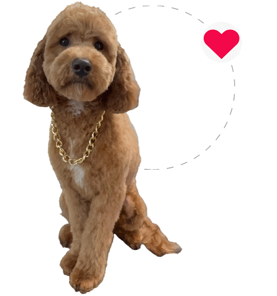 Poodle dog with tongue out