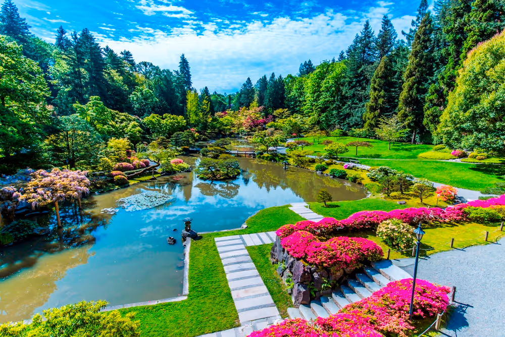 Japanese garden with a pond surrounded by pink azaleas, green trees, and stone pathways under a blue sky.