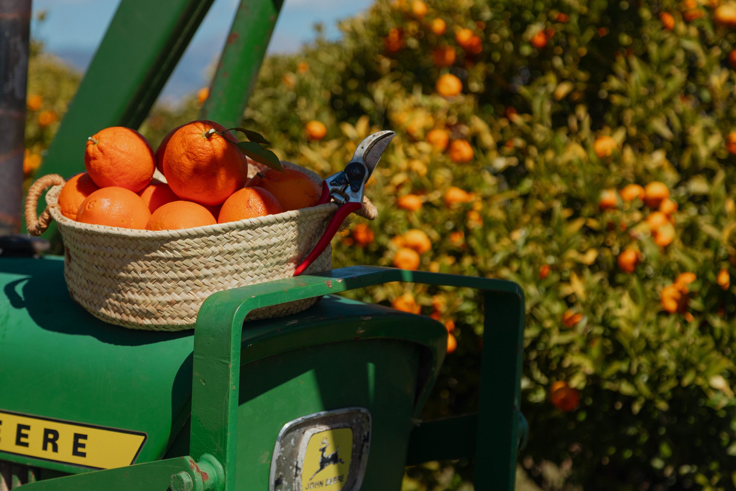 Bitter oranges harvested on a vintage farm vehicle at Can Cavall Blau