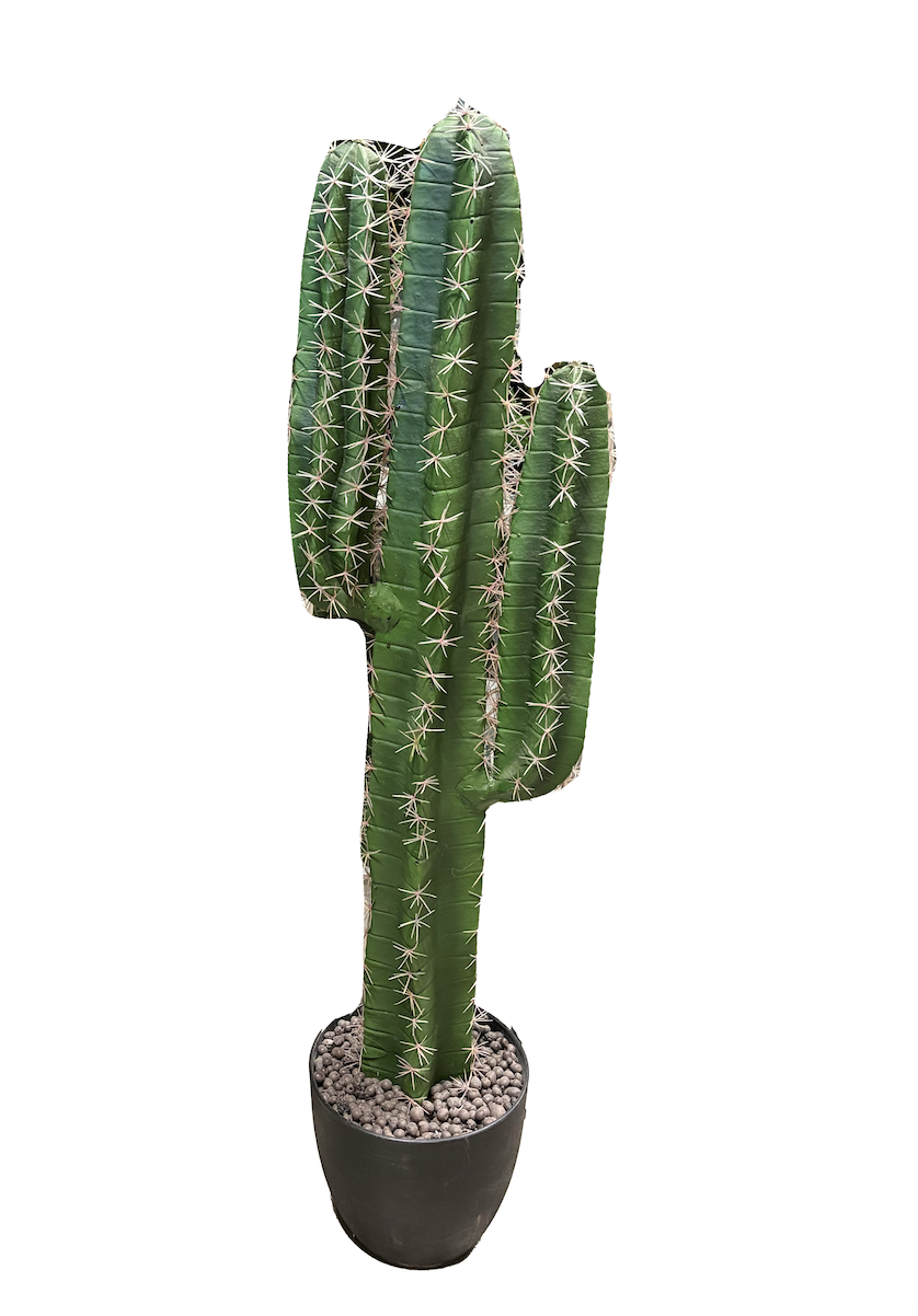 cactus décoratif 