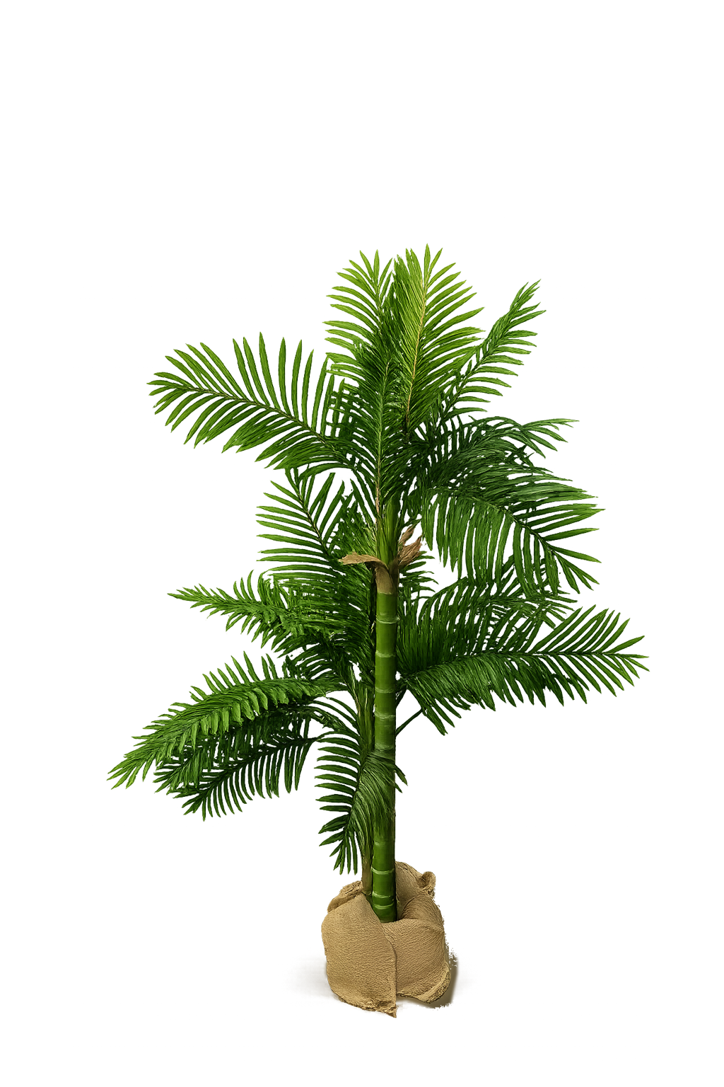 Palmier, décoration jungle à louer – Mon Décor à Louer