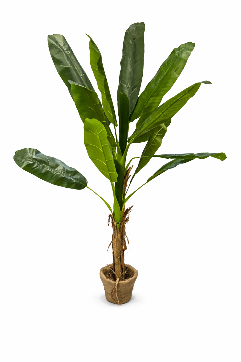 Bananier, décoration jungle à louer – Mon Décor à Louer