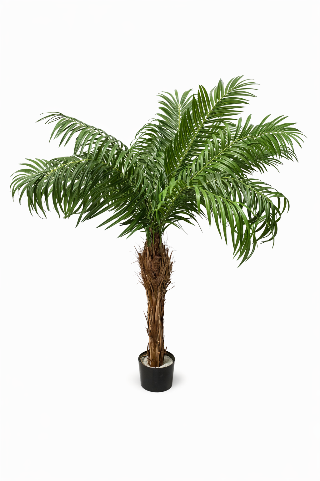 Kentia, décoration événementielle à louer – Mon Décor à Louer