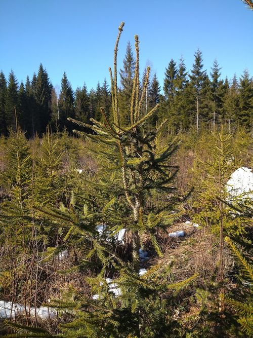 Kuusi, kasvuhäiriö, boorinpuutos, latvakuolema, terveyslannoitus, boorinpuute, boorinpuutos