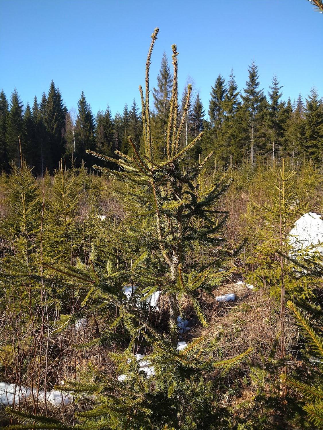 Kuusi, kasvuhäiriö, boorinpuutos, latvakuolema, terveyslannoitus, boorinpuute, boorinpuutos