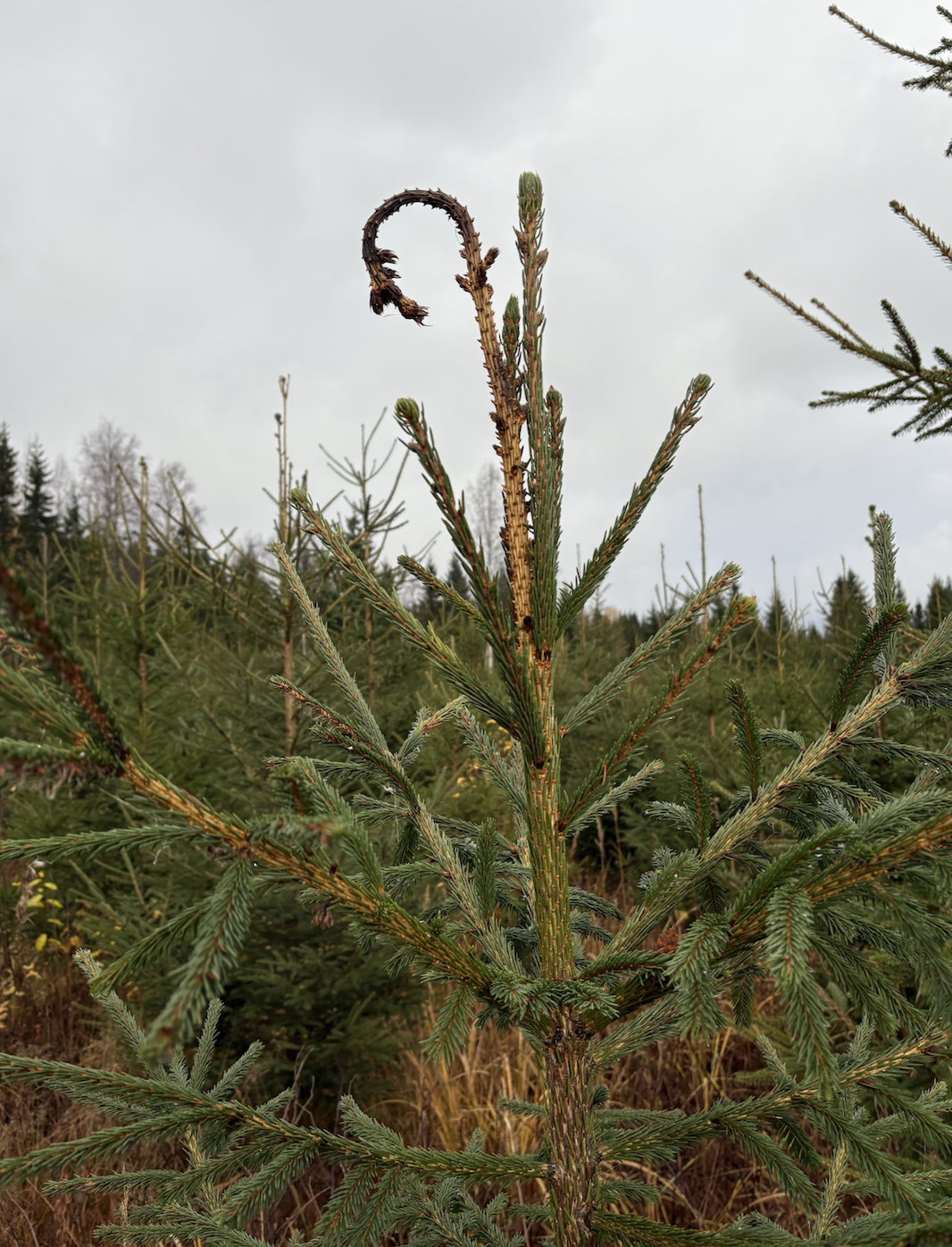 Kuusi, boorinpuutos, latvakuolema, terveyslannoitus, boorinpuute, boorinpuutos