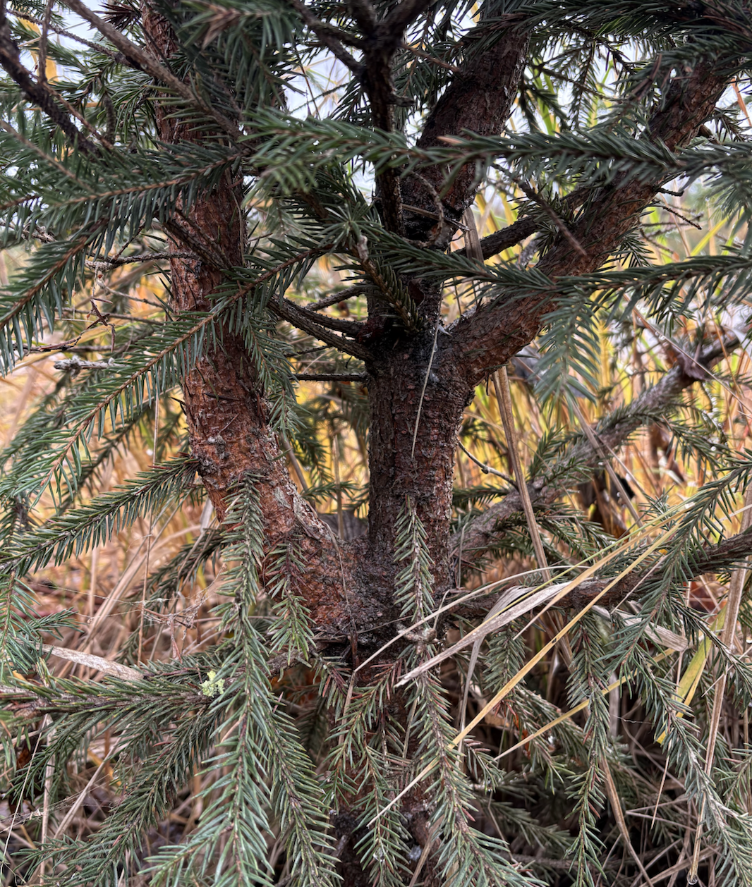 Kuusi, kasvuhäiriö, boorinpuutos, latvakuolema, terveyslannoitus, boorinpuute, boorinpuutos