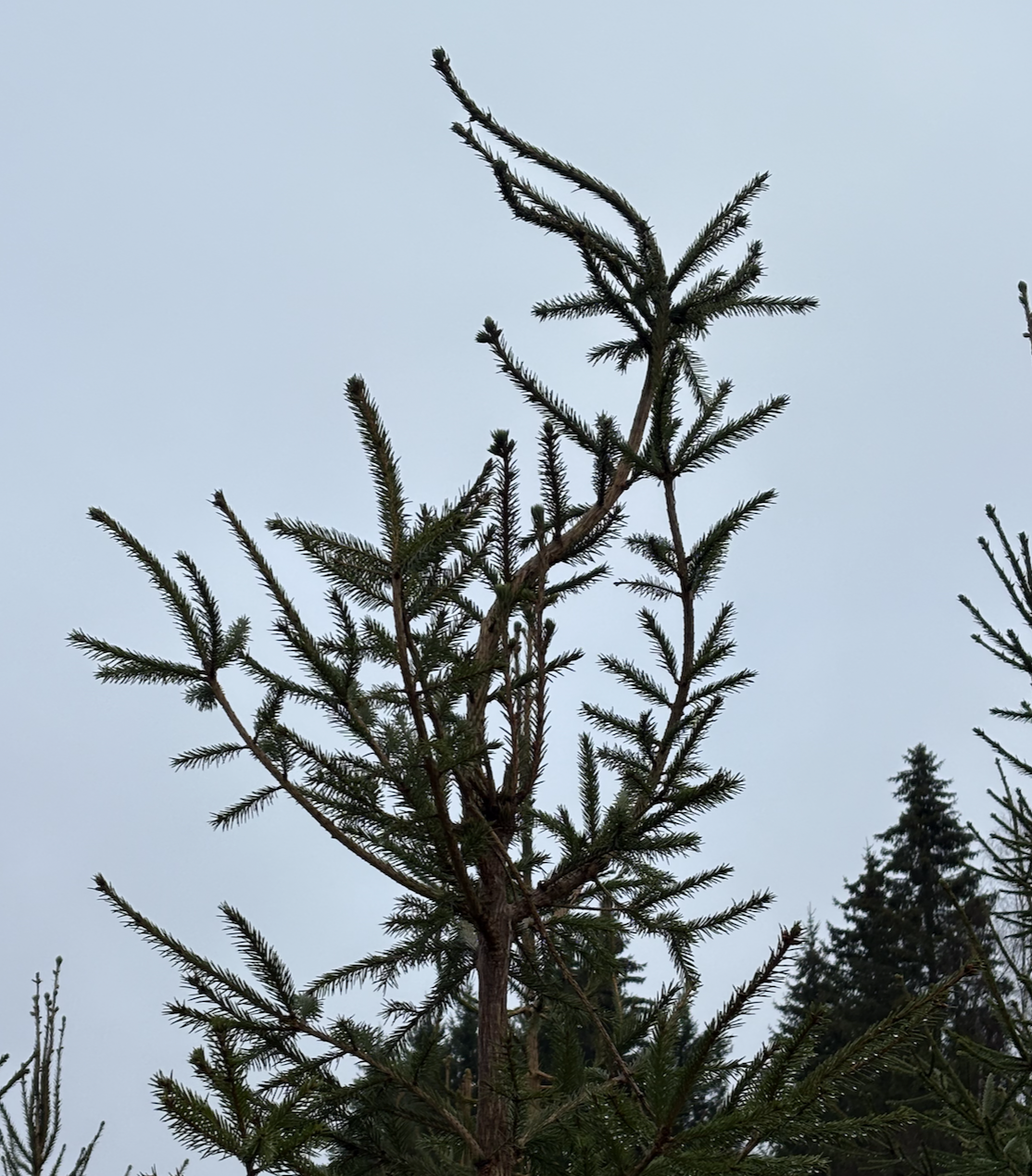 Kuusi, kasvuhäiriö, boorinpuutos, latvakuolema, terveyslannoitus, boorinpuute, boorinpuutos