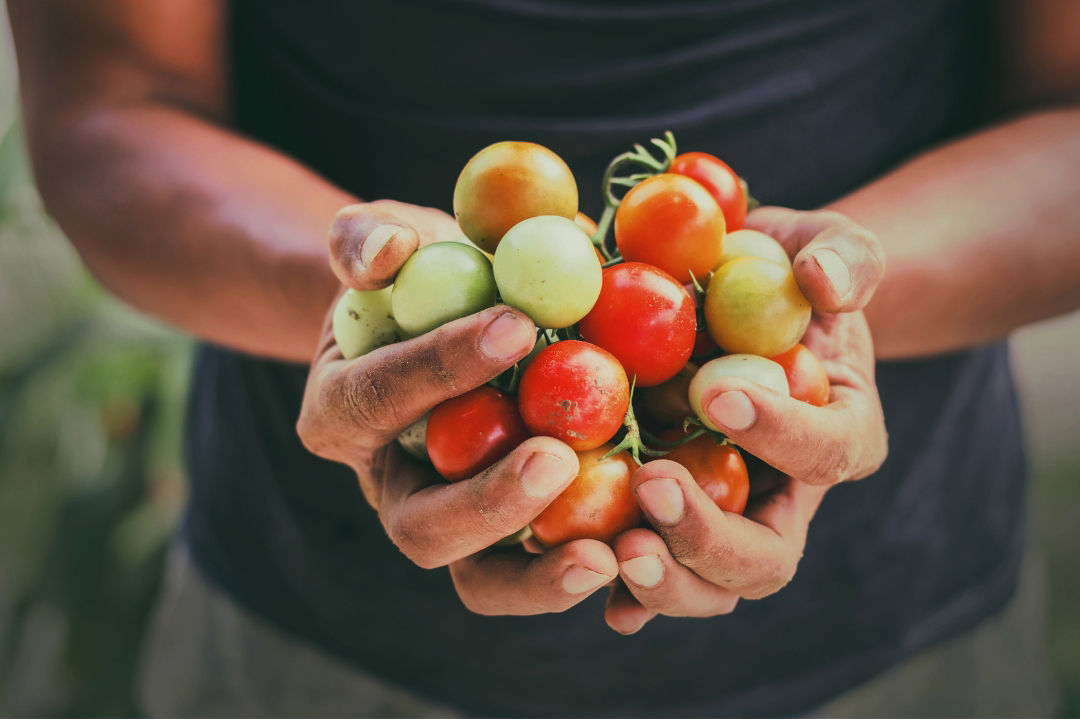 Looking back at UN Sustainable Gastronomy Day 2025: Embracing local ingredients, biodiversity, and sustainable food practices from farm to table
