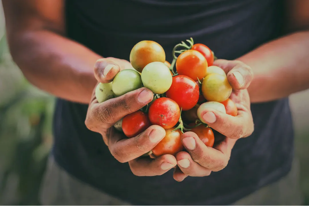 Looking back at UN Sustainable Gastronomy Day 2025: Embracing local ingredients, biodiversity, and sustainable food practices from farm to table