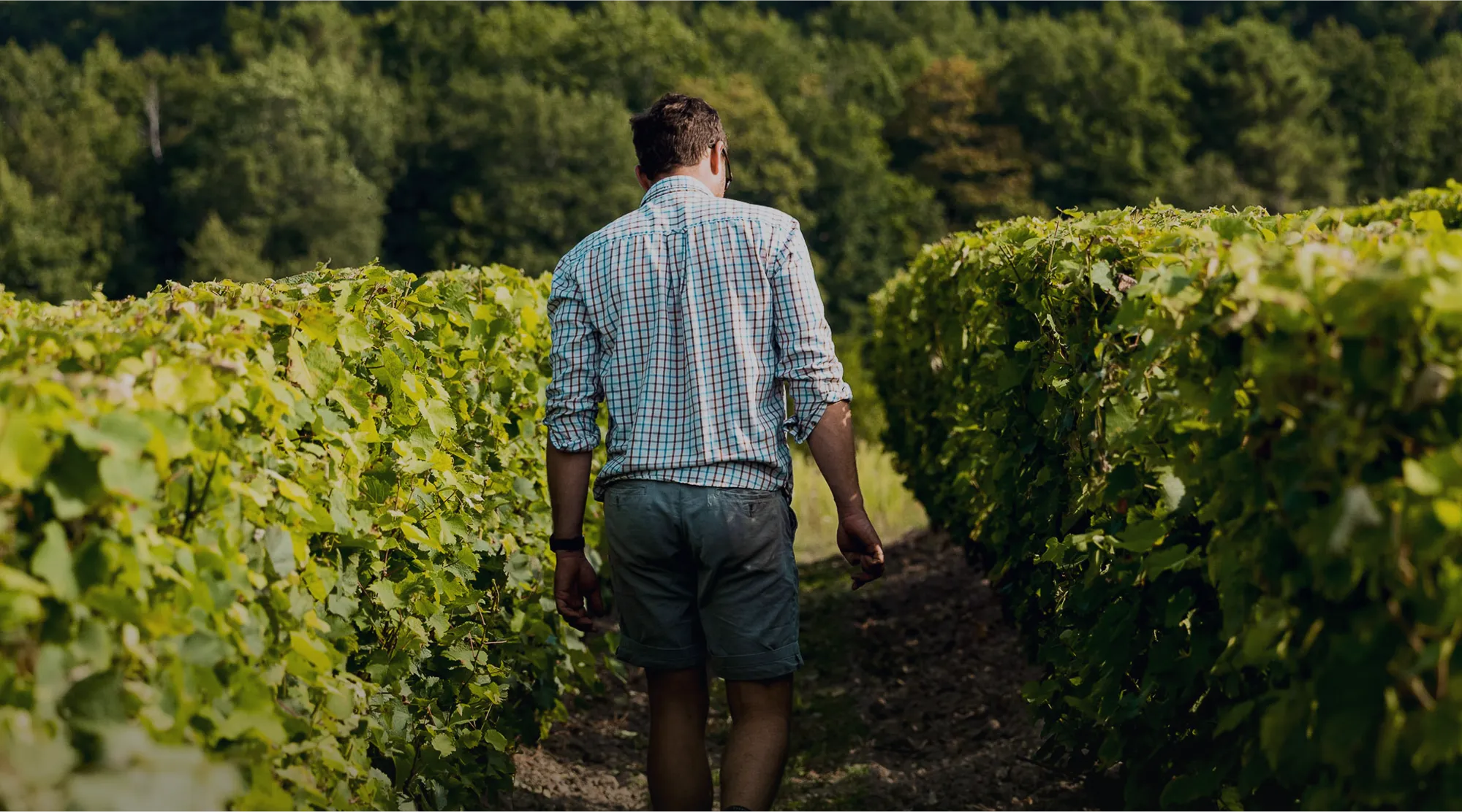A man walking through a lush green field.