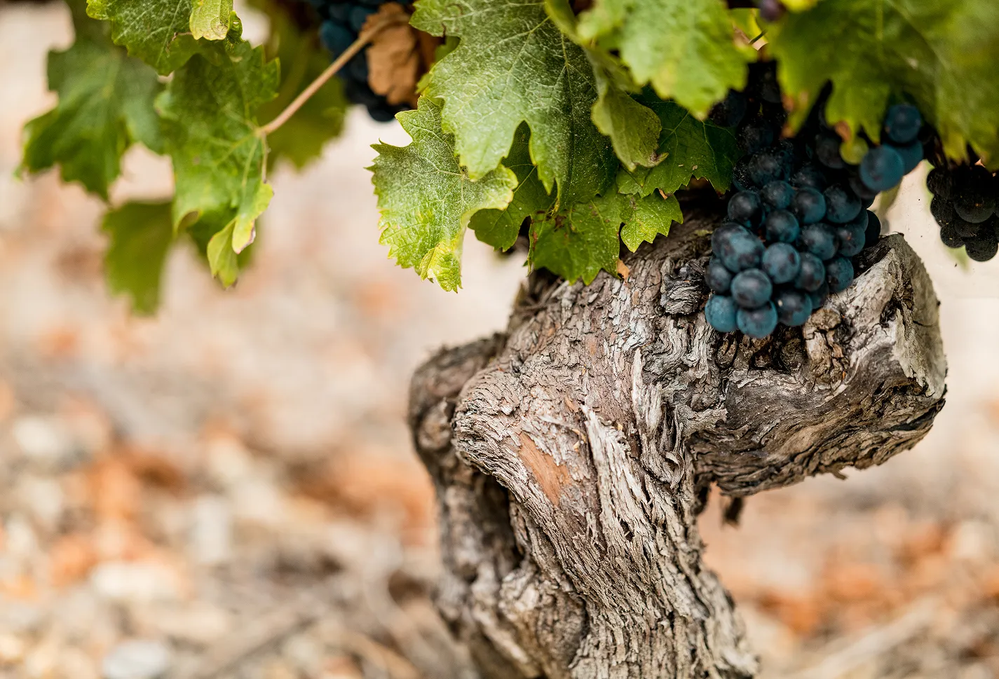 A close up of a bunch of grapes on a vine.