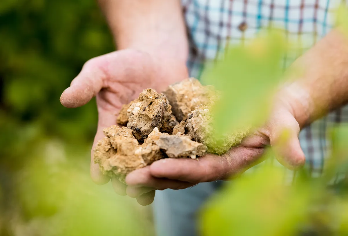 Mains tenant des morceaux de terre sèche dans un environnement naturel flou.