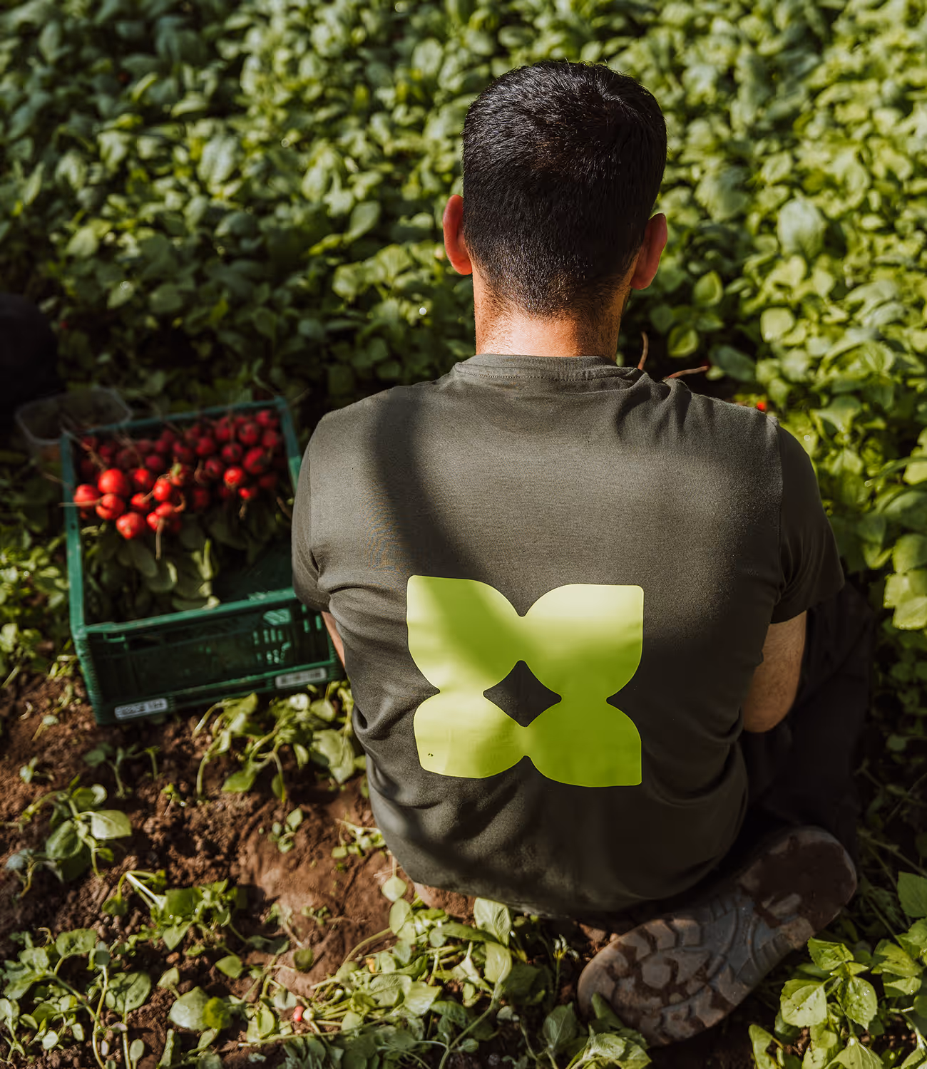 Medewerker van De Wroeter van achteren, zittend tussen radijsplanten met oogstkratten.