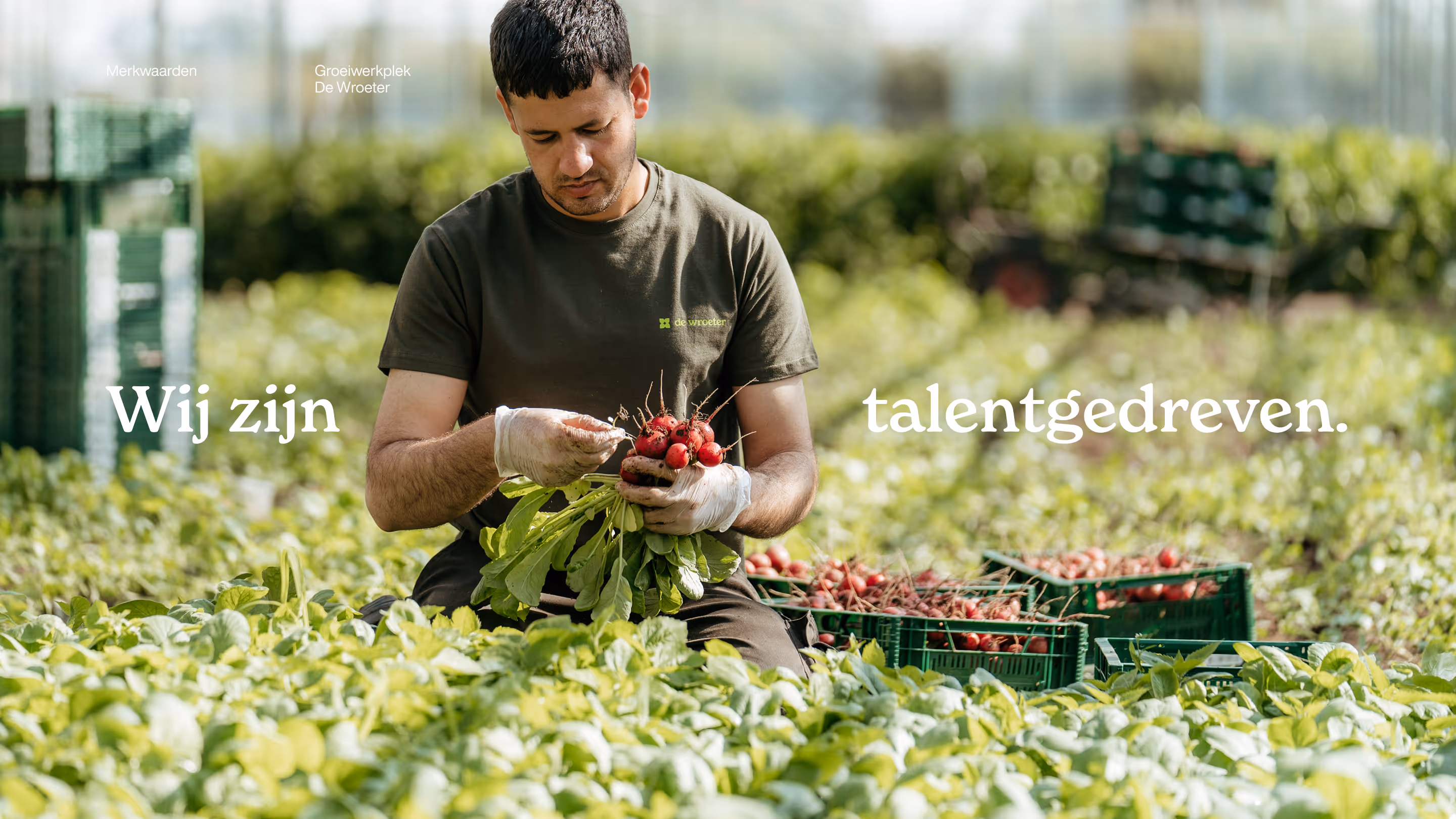 Homepage van De Wroeter met medewerker die radijzen oogst in de serre, symbool voor mensgericht en talentgedreven werken.