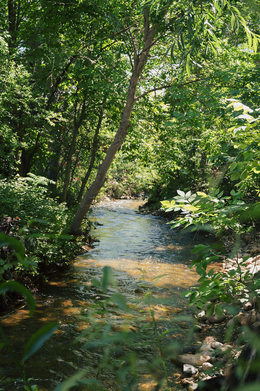 Sunlit forest creek with clear flowing water surrounded by green trees and foliage.