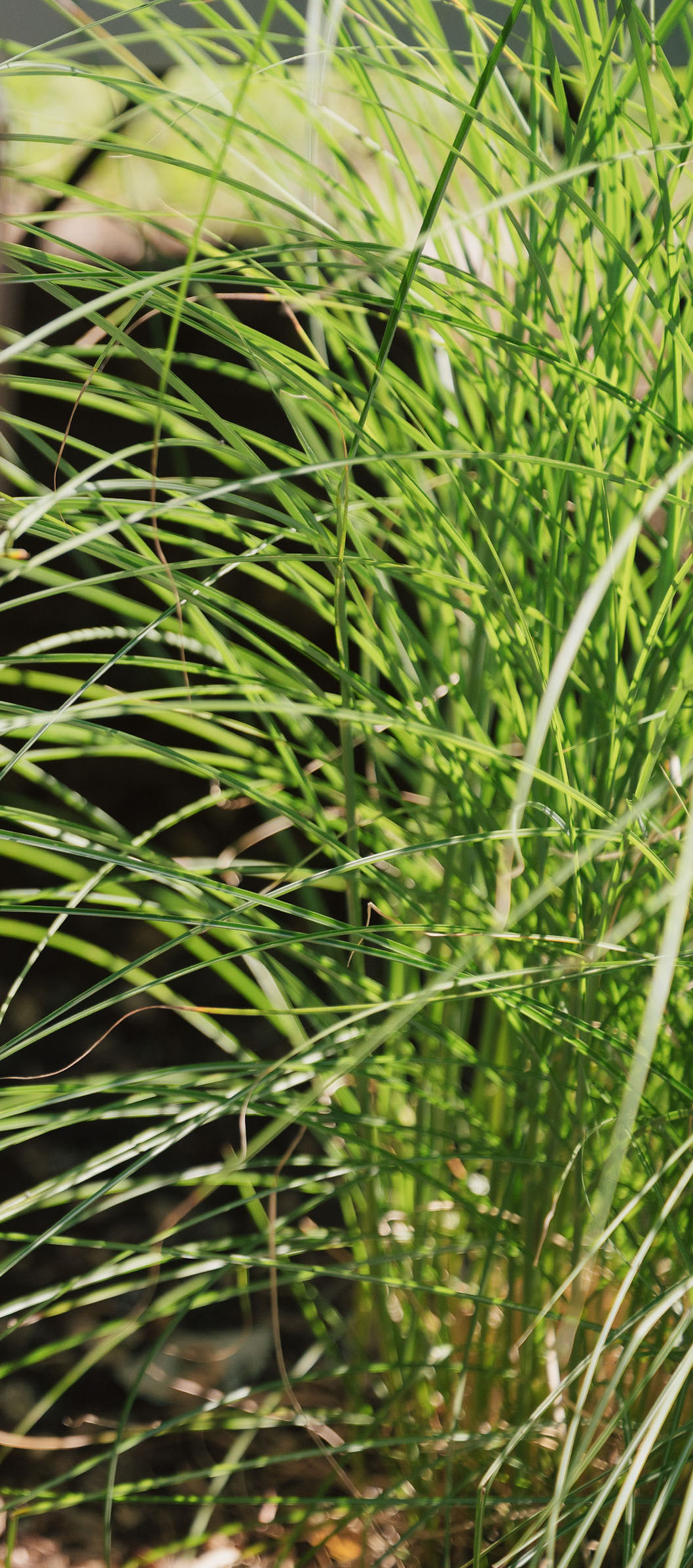 Close-up of dense, bright green grass blades in natural sunlight.