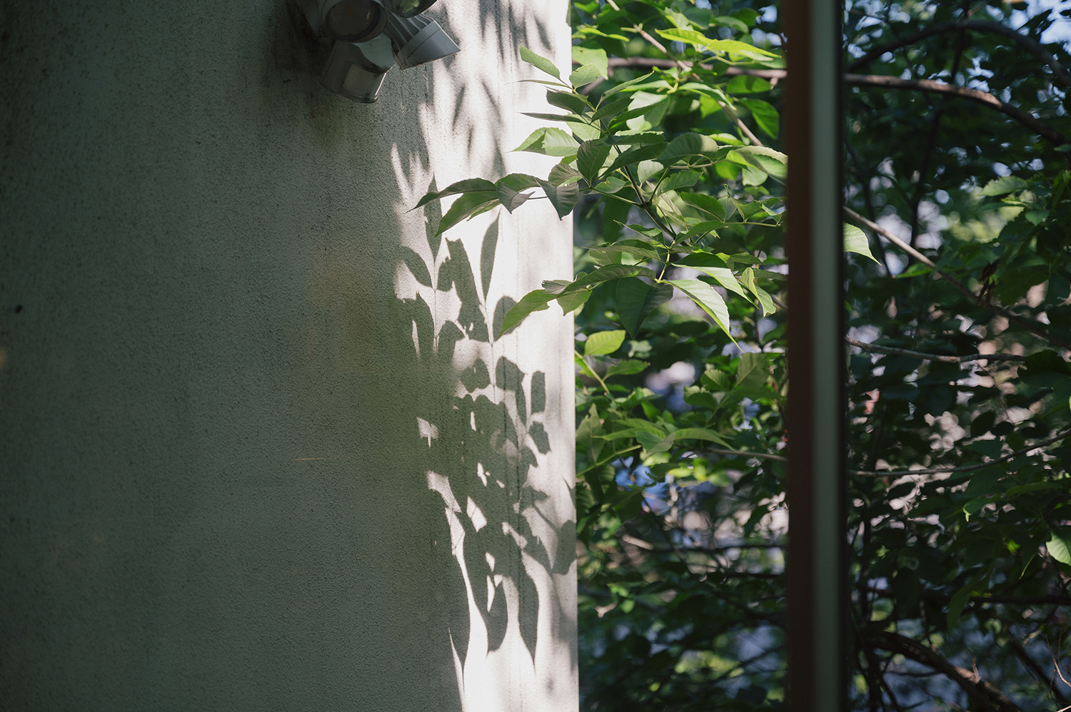 Green leafy branches casting shadows on a textured wall in sunlight.