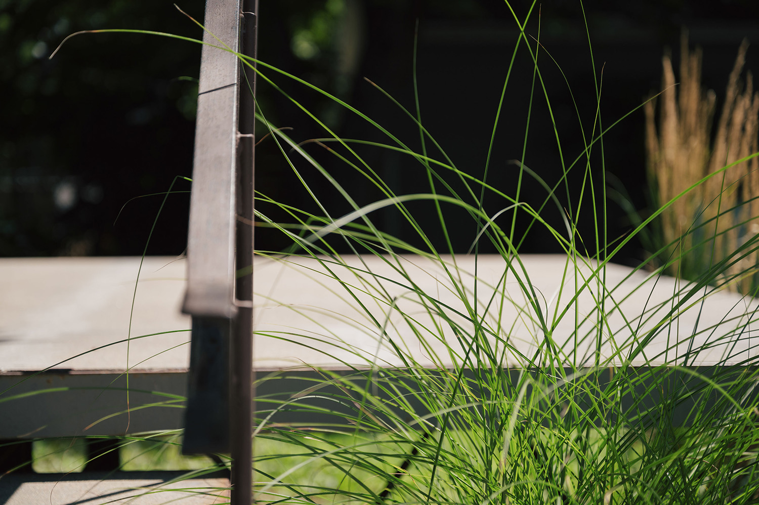 Close-up of green ornamental grass growing beside a wooden bench with a metal armrest.