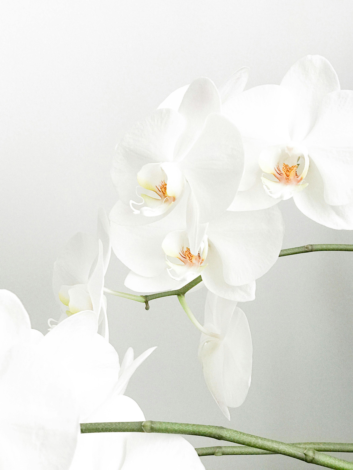 Close-up of white orchid flowers with delicate petals and green stems against a light background.