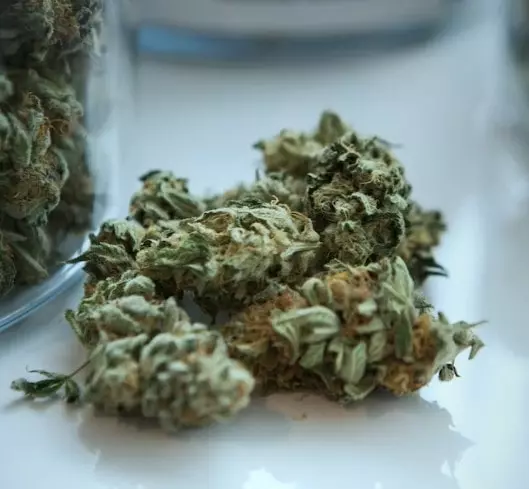 Cannabis Blüten Buds