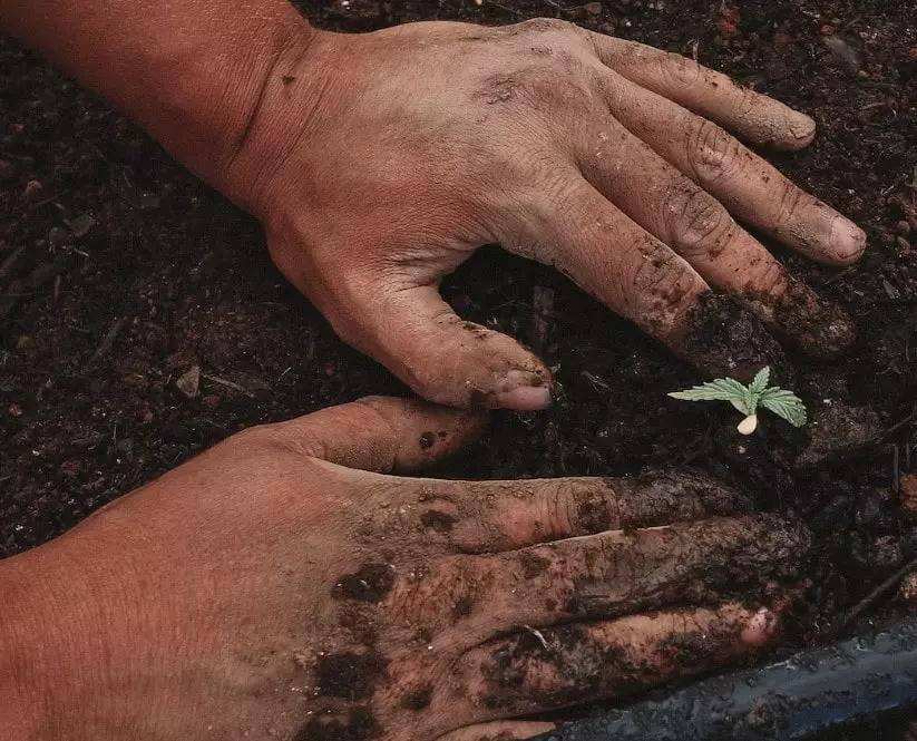 Cannabis Einpflanzen
