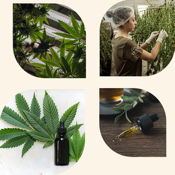 Cannabis Blüte Cannabis Anbau