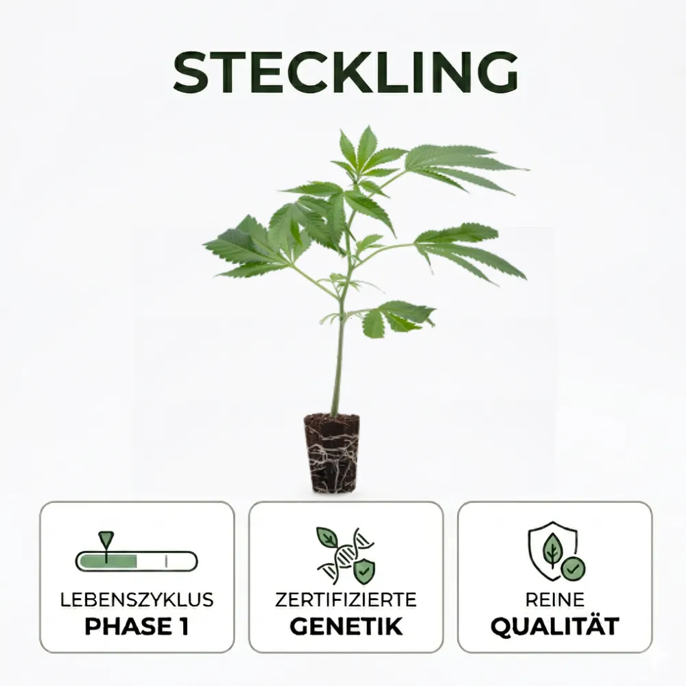 steckling