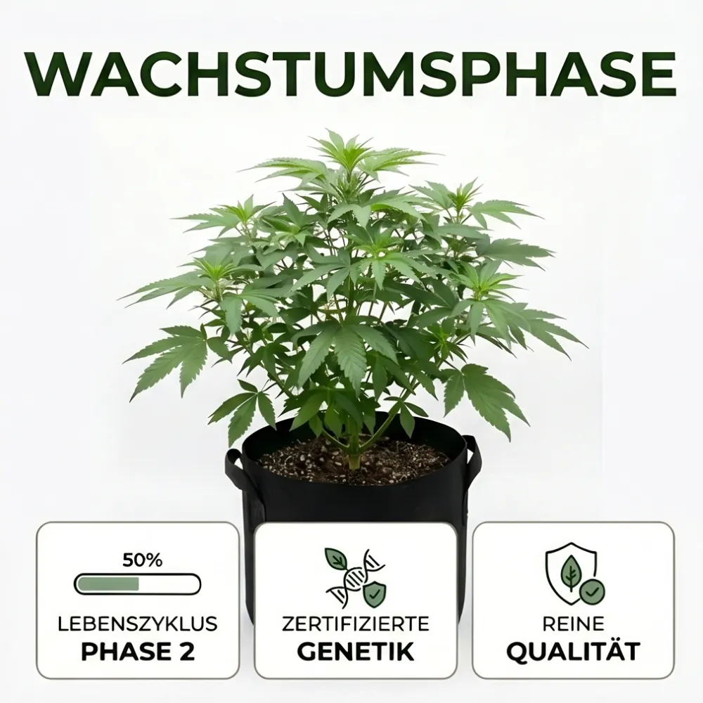 wachtumsphase