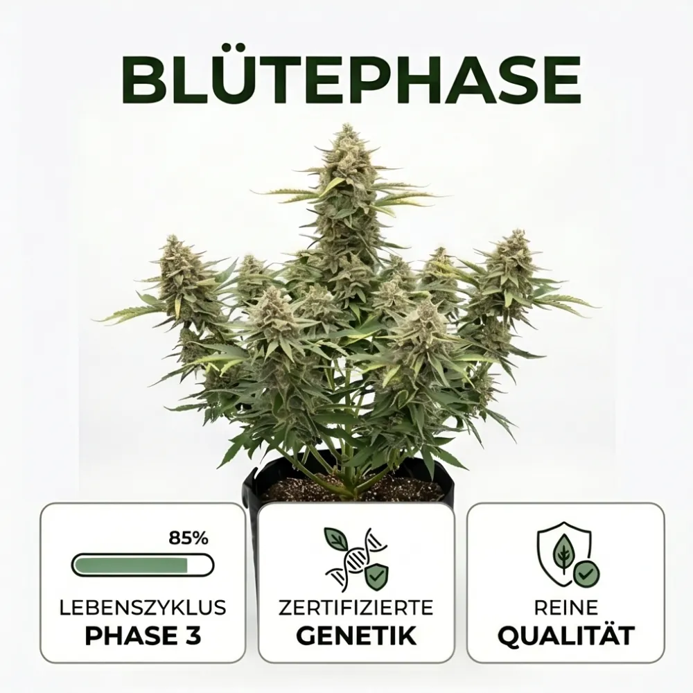 blutephase