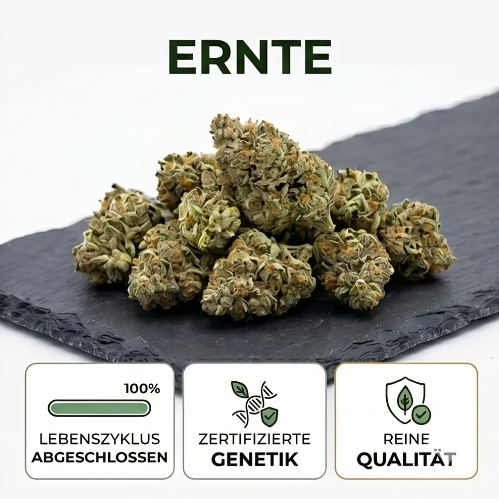 ernte