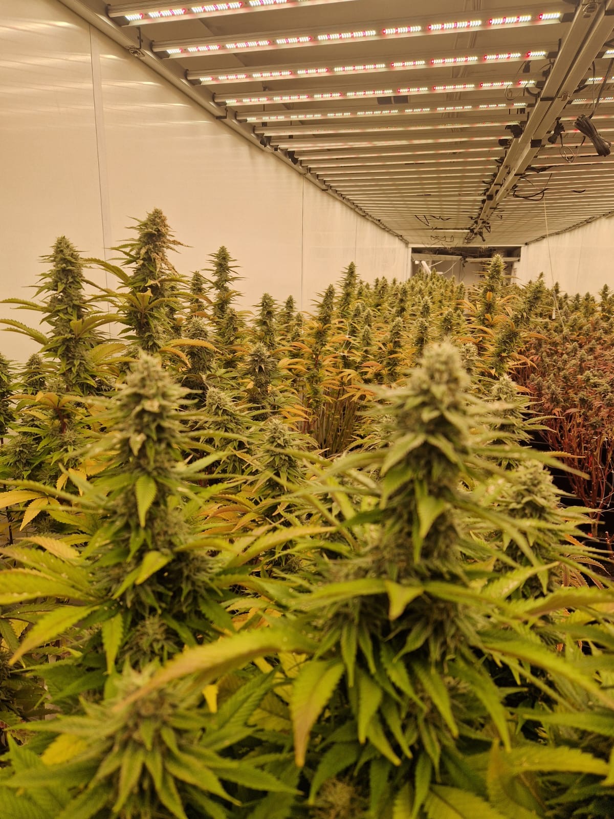 Innenaufnahme eines Gewächshauses mit vielen reifen Marihuana-Pflanzen unter LED-Lampen.