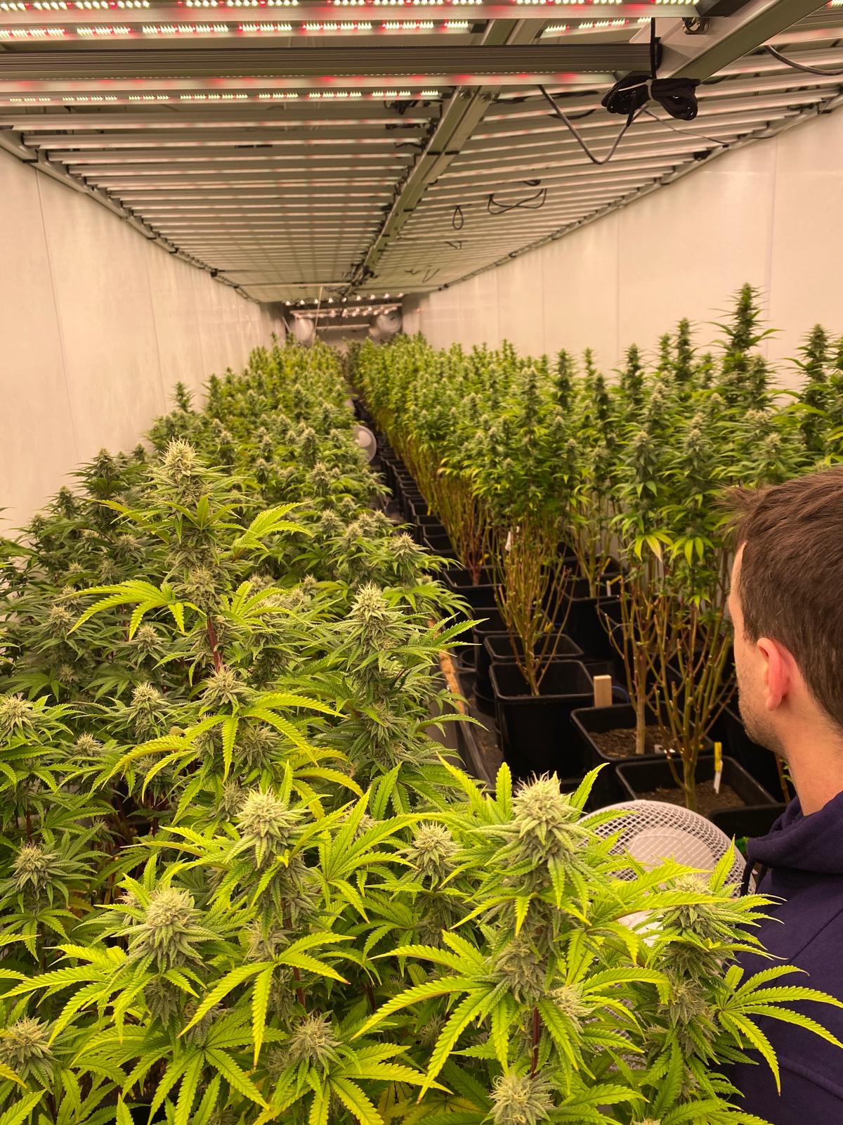 Mann betrachtet große Anbaufläche mit blühenden Cannabispflanzen in Innenraum unter LED-Lichtern.