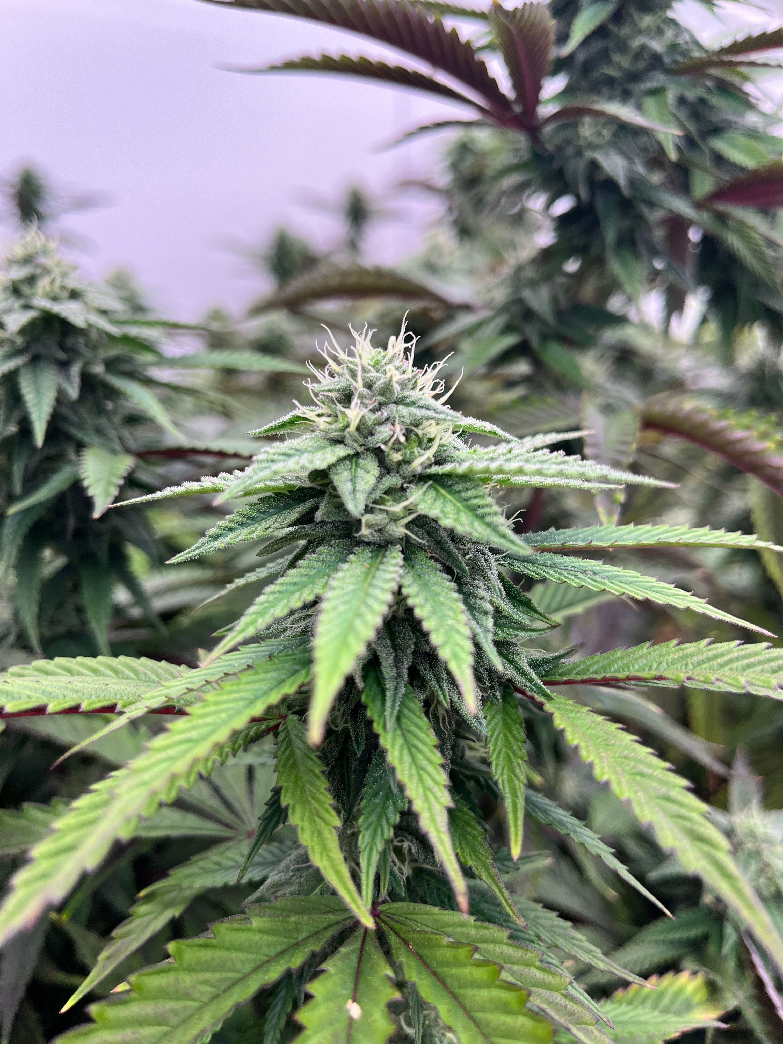 Nahaufnahme einer grünen Cannabis-Pflanze mit Blüten und gezackten Blättern.