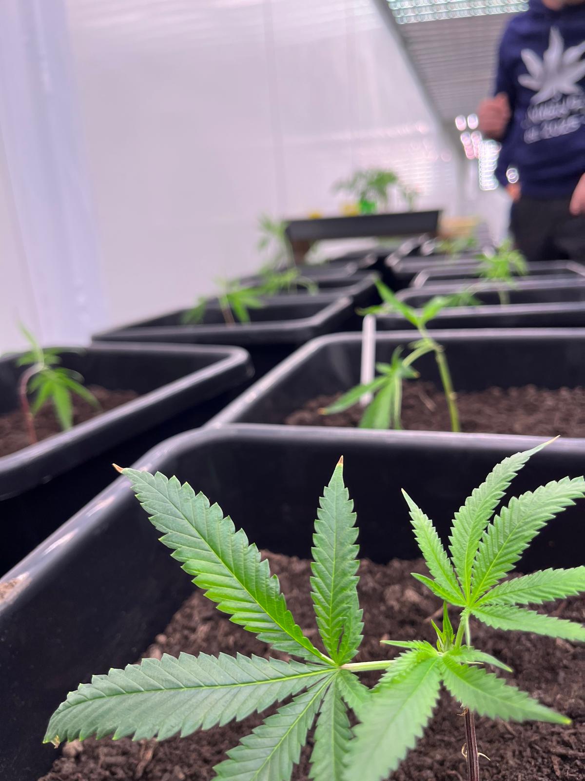 Nahaufnahme von Cannabispflanzen in schwarzen Töpfen mit einer Person im Hintergrund.