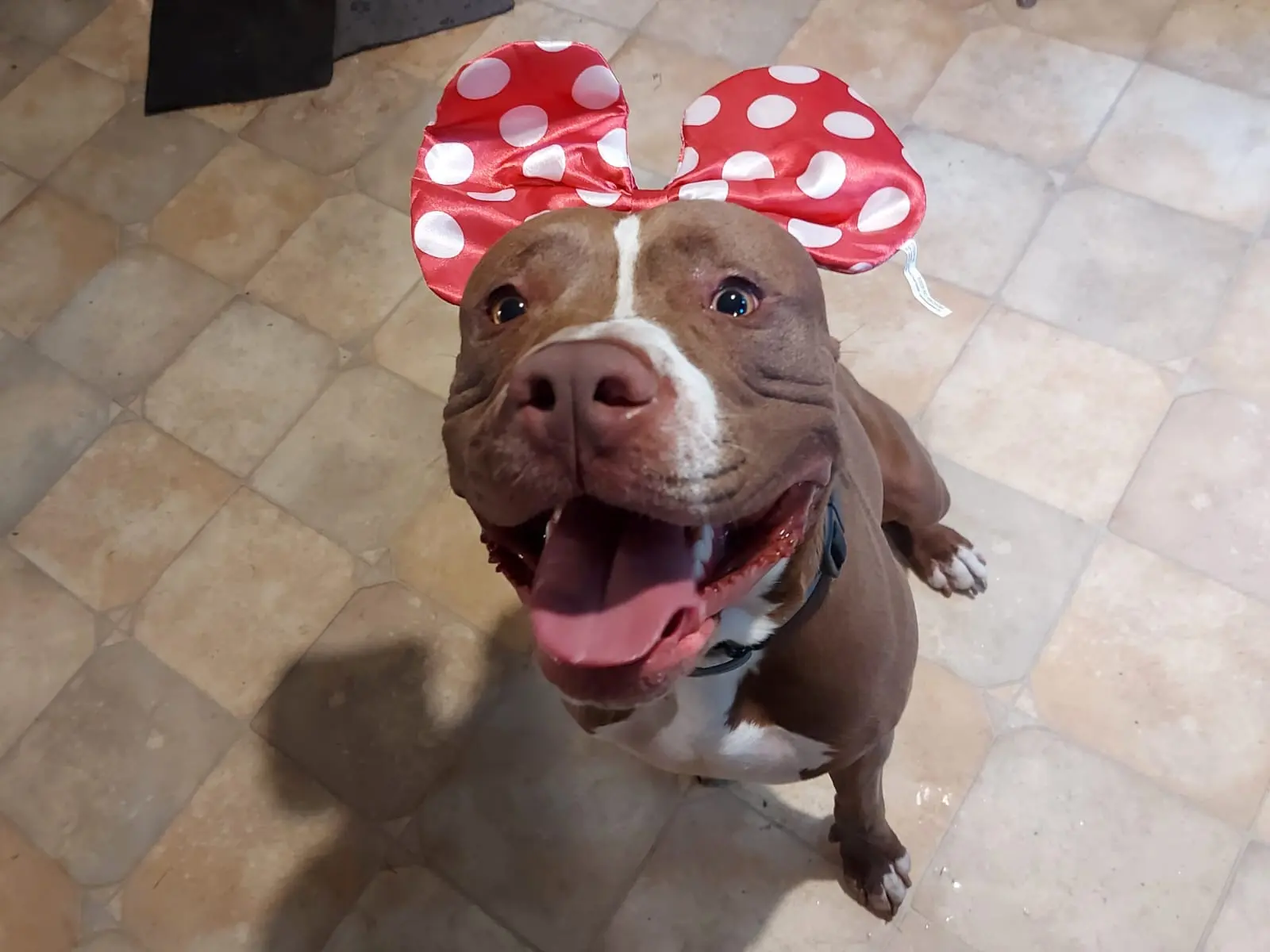 Happy brown and white pit bull wearing red polka-dot mouse ears sitting on a tiled floor.