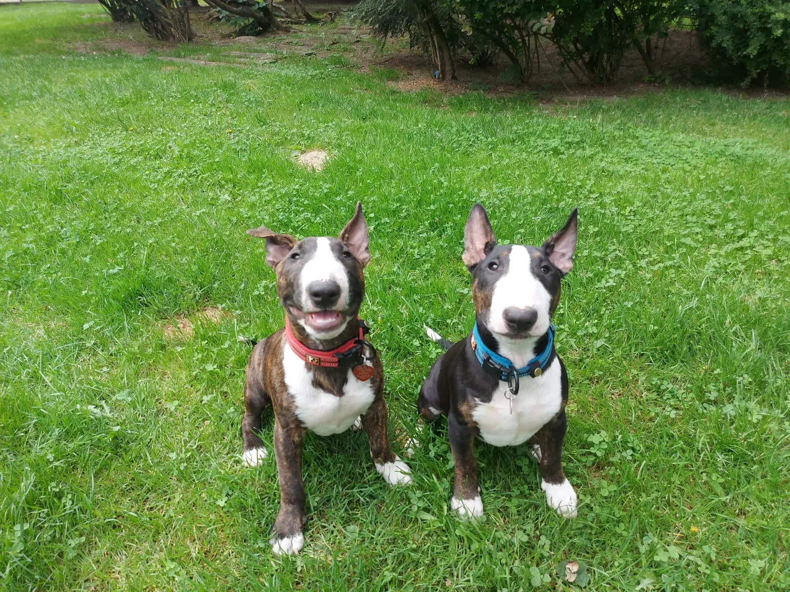 Two Bull Terrier dogs sitting on green grass, one with a red collar smiling, the other with a blue collar looking at the camera.
