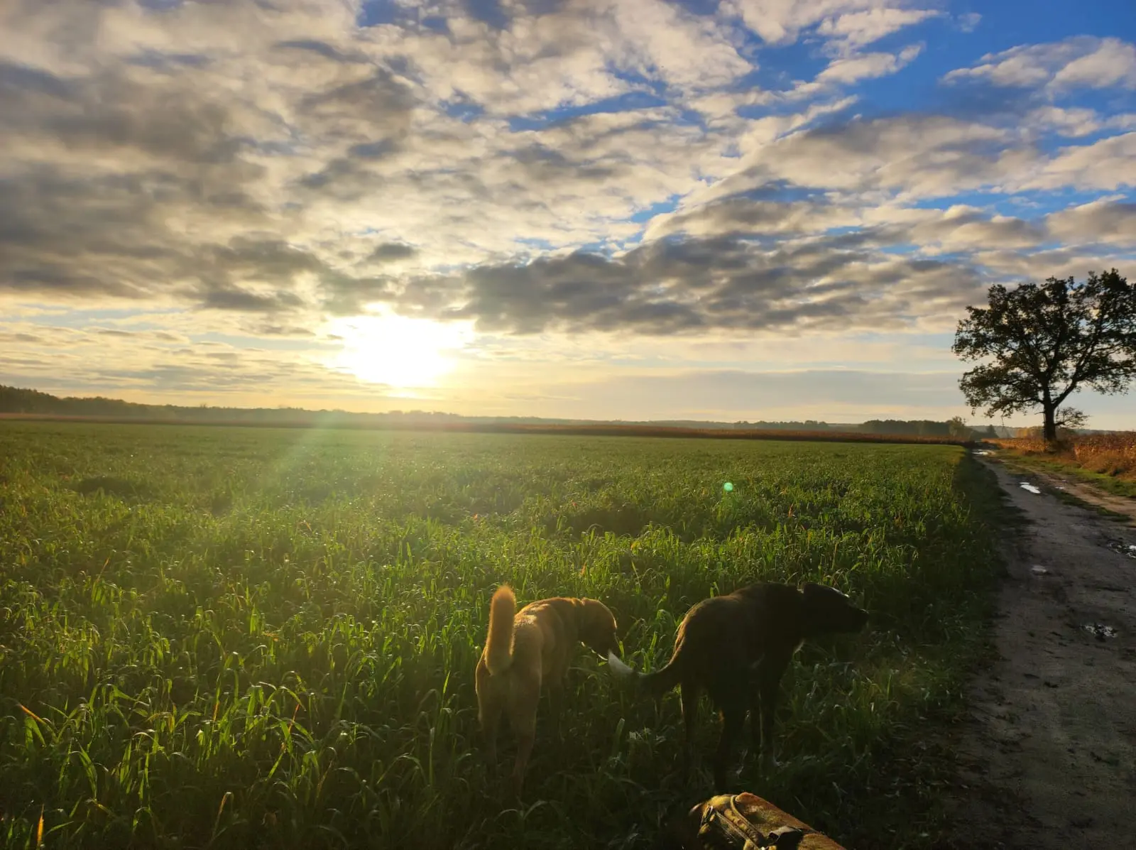 Two dogs standing in a green field at sunset with a dirt path and a lone tree on the right.