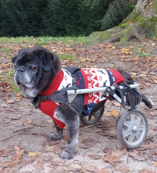 Black pug wearing a red, white, and blue patterned sweater with a wheelchair for its hind legs, standing on a dirt path covered with fallen leaves near a tree.