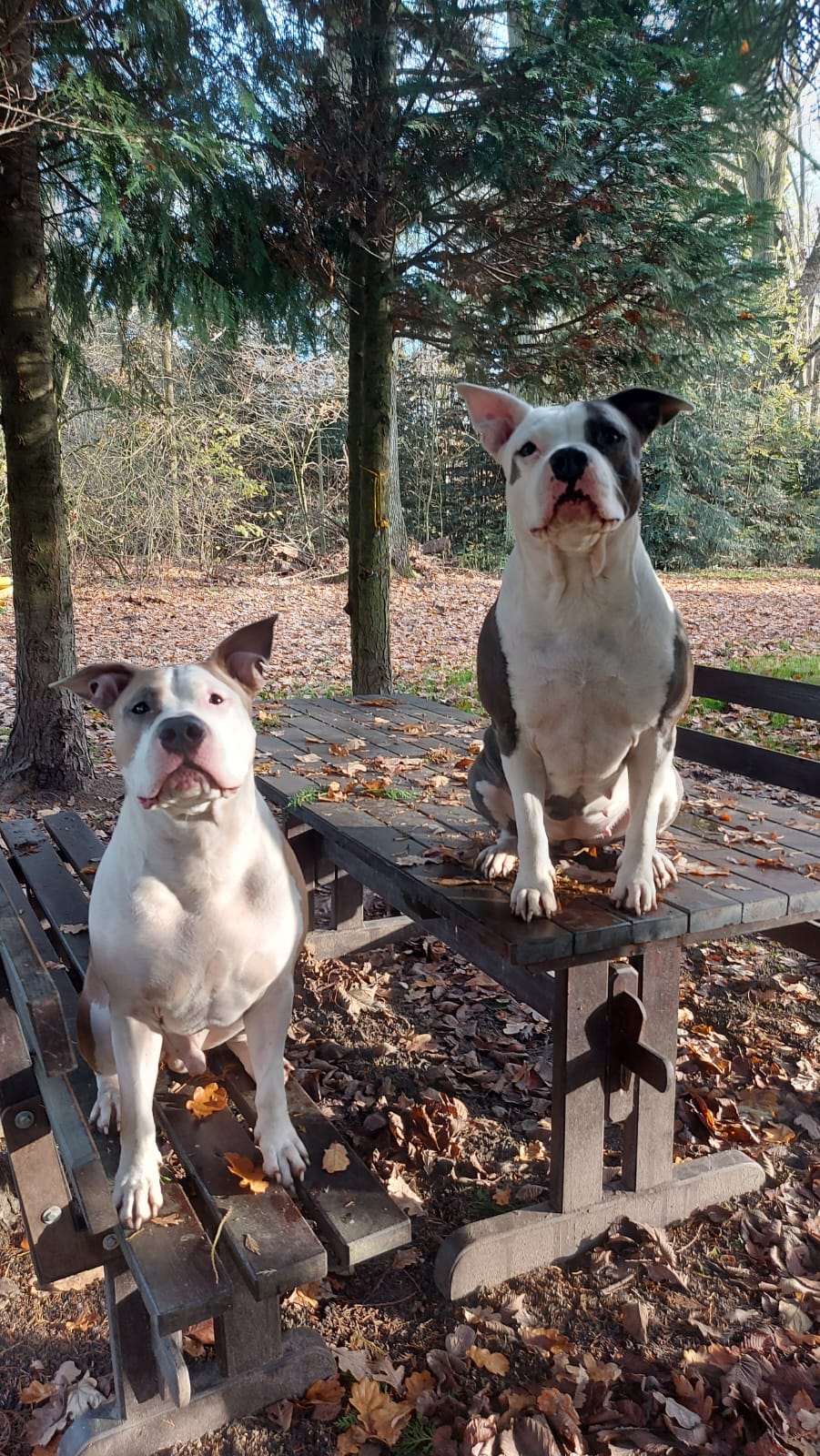 Two medium-sized dogs with white and gray markings sitting on a wooden picnic table and bench covered with fallen autumn leaves in a forested area.