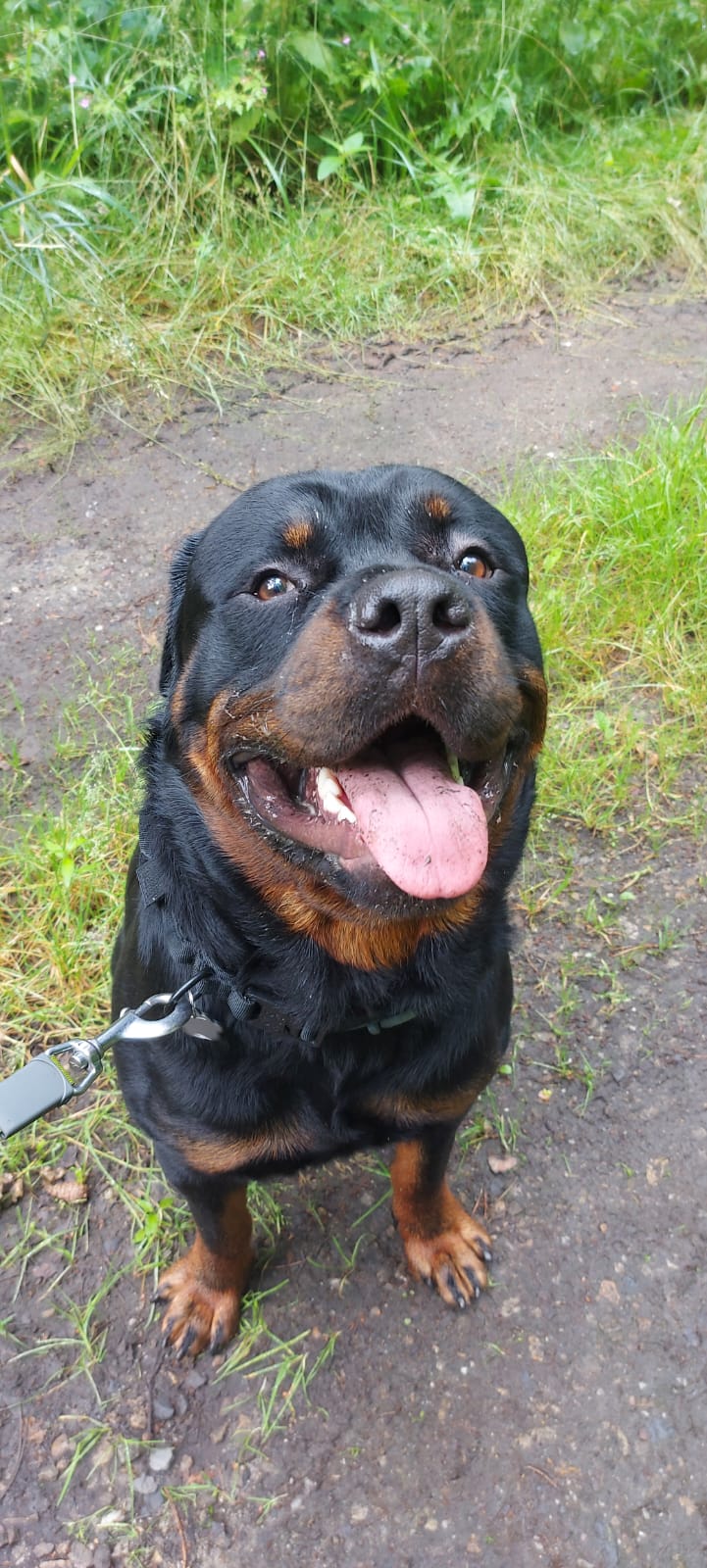 Happy Rottweiler dog sitting on a dirt path with green grass in the background, tongue out and wearing a black collar leash.