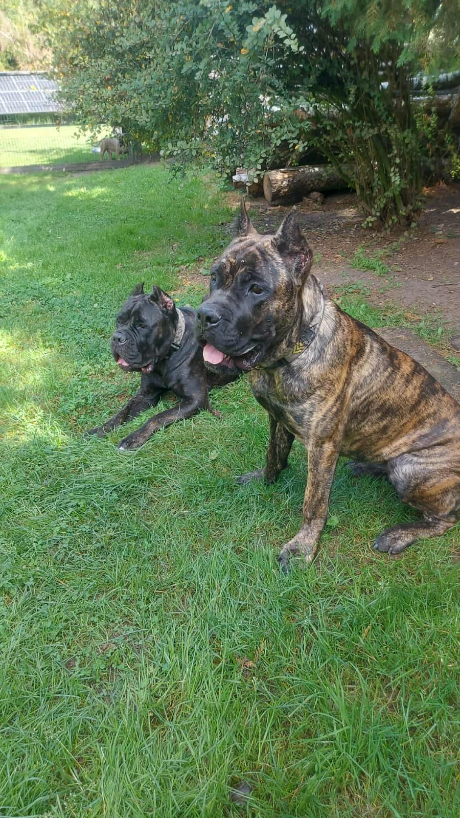 Two large dogs sitting and lying on grass near trees, with one brindle and one black dog both panting.