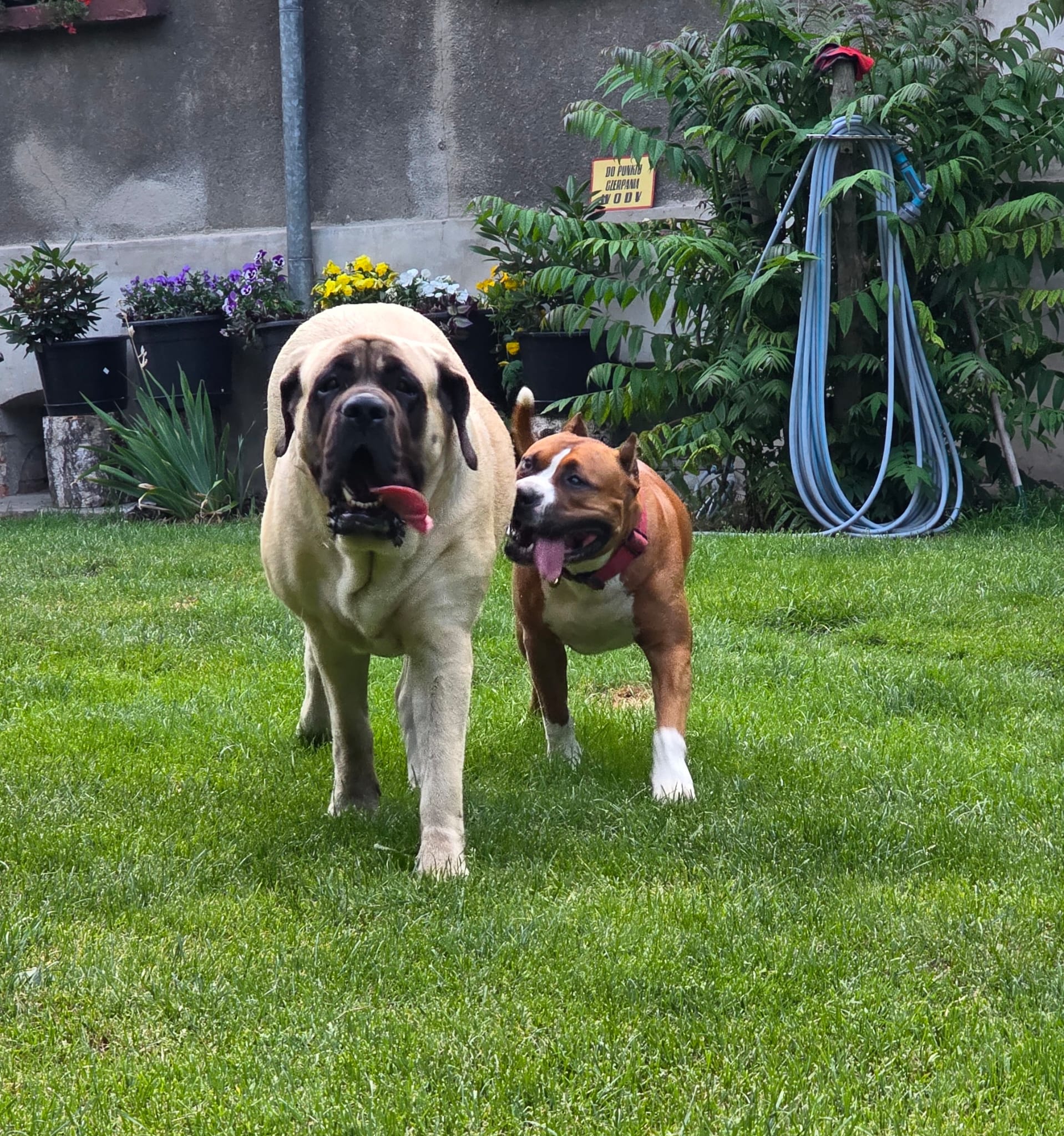 Two dogs walking on green grass in a garden with potted flowers and a coiled garden hose in the background.