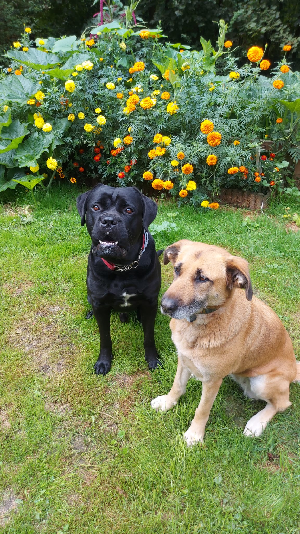 Two dogs sitting on green grass in front of vibrant orange and yellow marigold flowers, one black dog and one tan dog.
