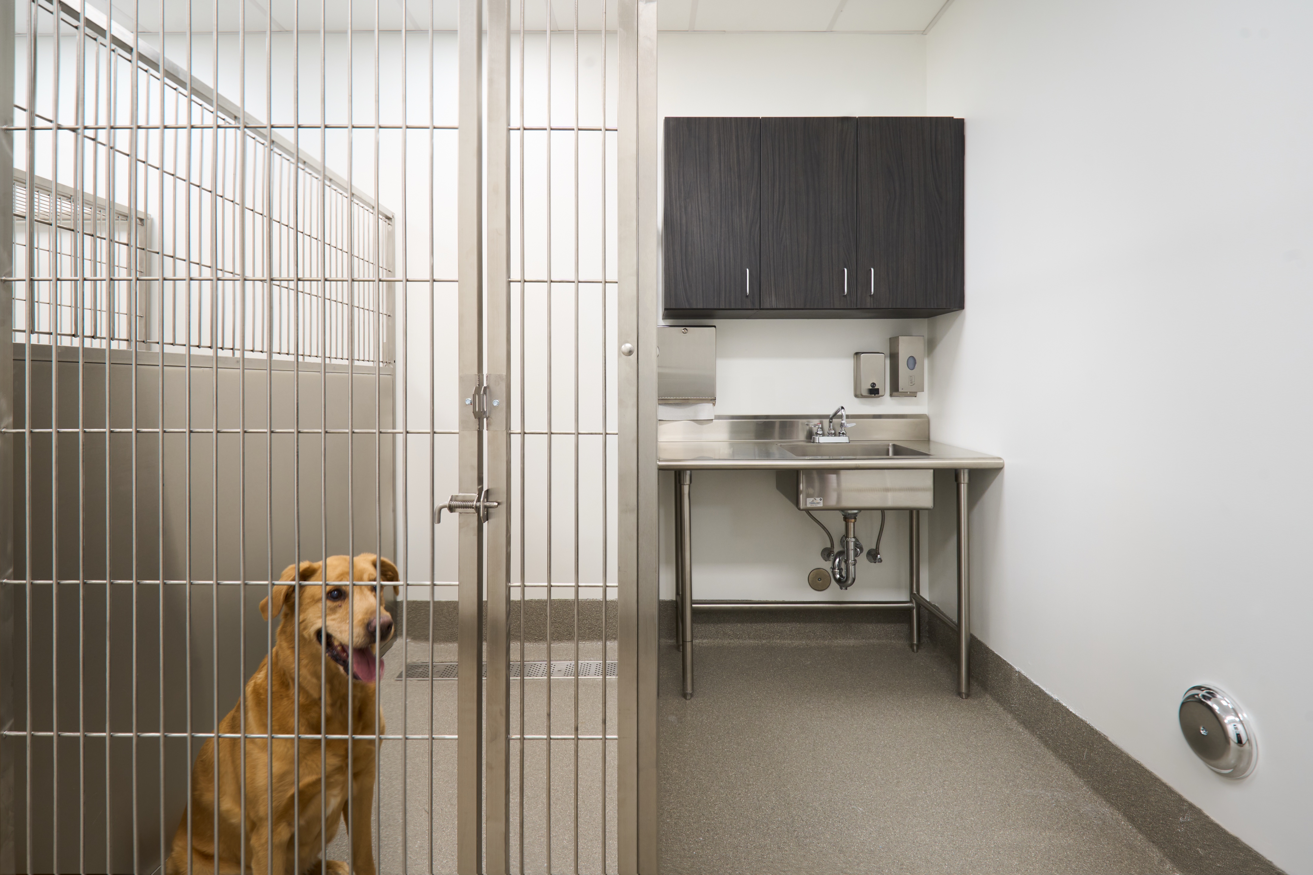 Dog waiting in a kennel run beside a stainless treatment counter at Jefferson County Animal Control, photographed by Omar Mohammad Studio