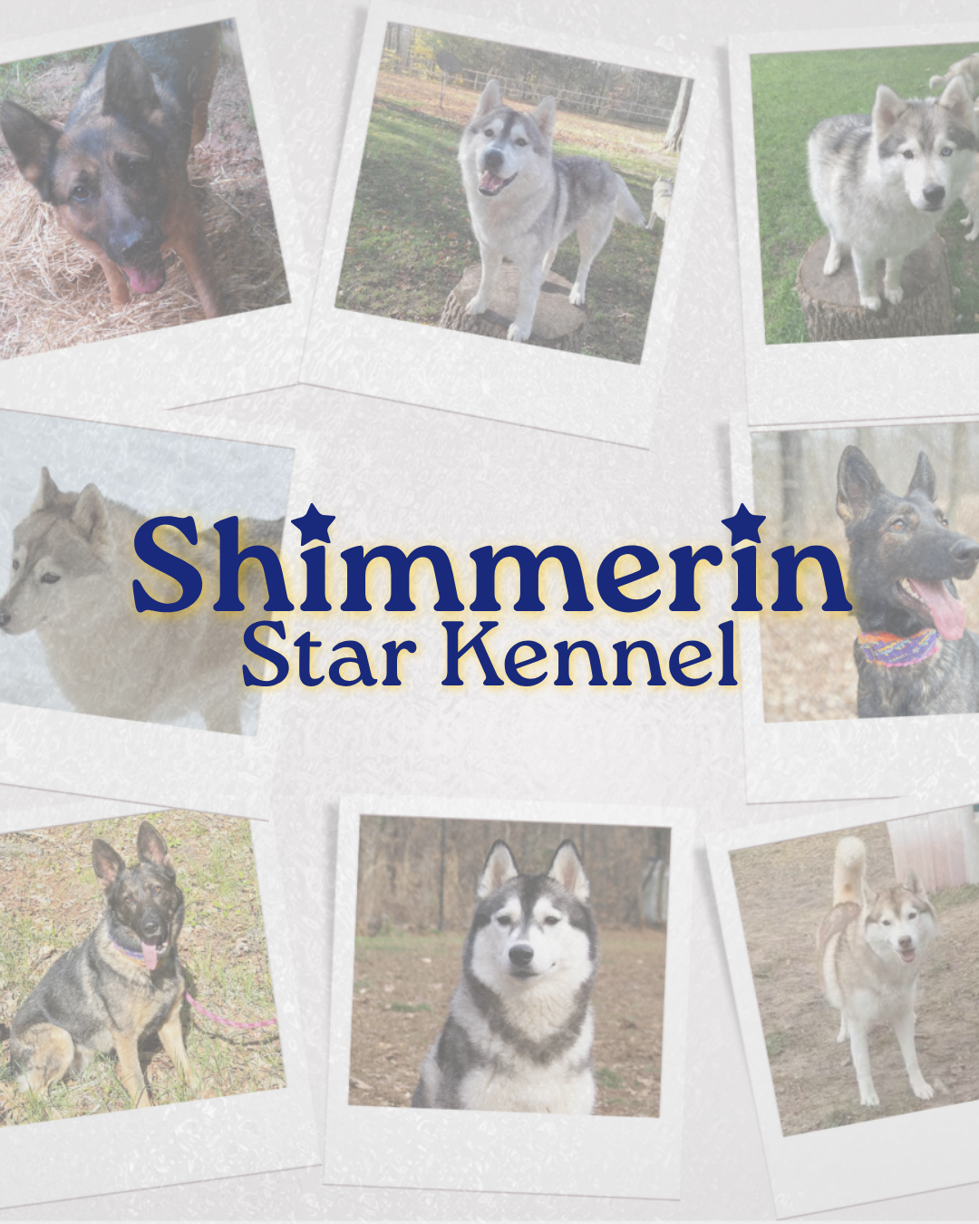 A collage of various Siberian Huskies and German Shepherds (dogs and puppies) in faded Polaroid-style frames, surrounding a prominent, clear overlay of the "Shimmerin Star Kennel" logo in blue and yellow.