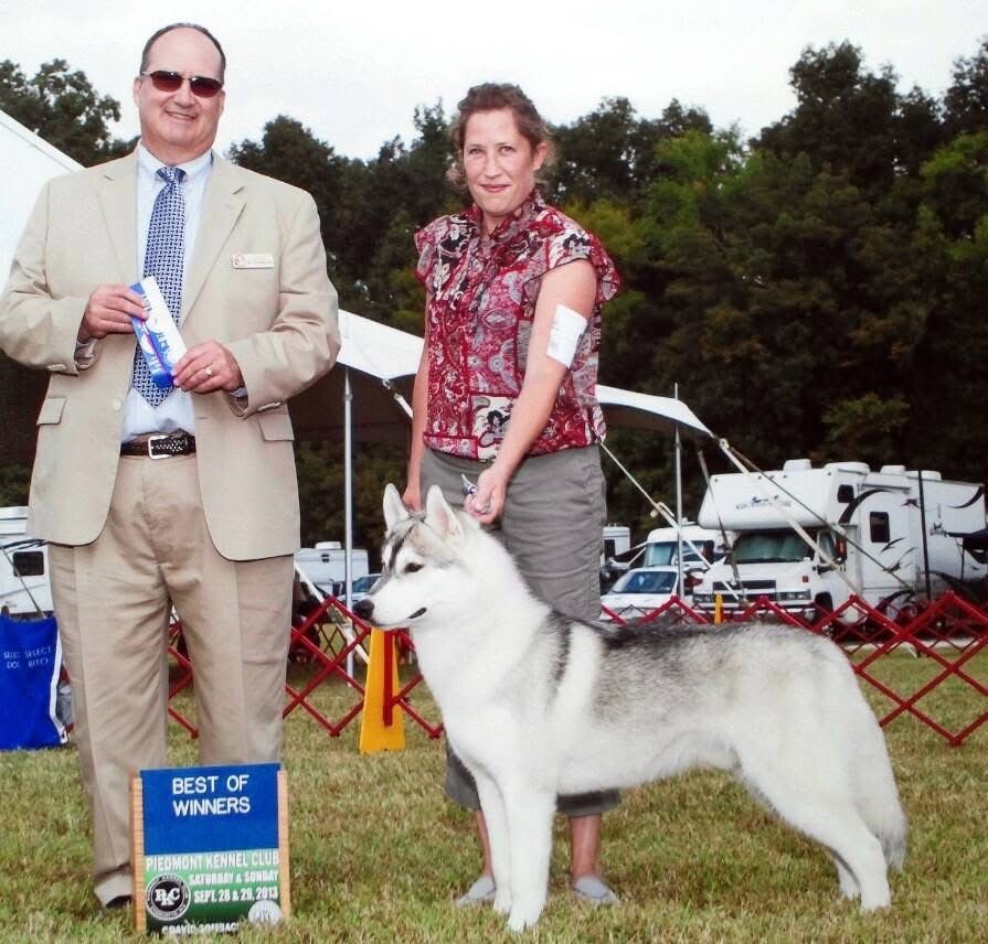 Michelle, owner of Shimmerin Star Kennel, proudly standing with a Siberian Husky show dog and a judge at a dog show, holding a ribbon. She is smiling and the dog is standing in a show pose.