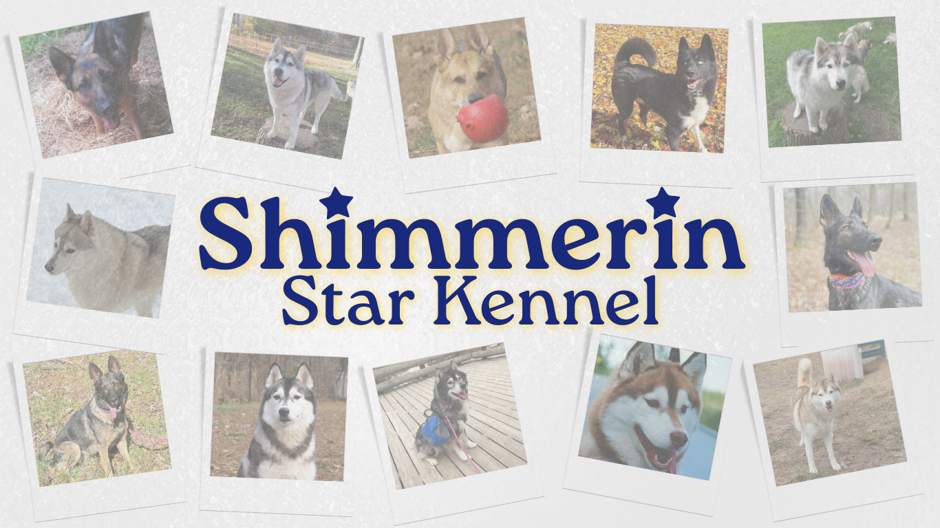 Shimmerin Star Kennel