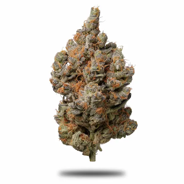 Close-up of a dense cannabis flower bud with green and orange hairs on a white background.